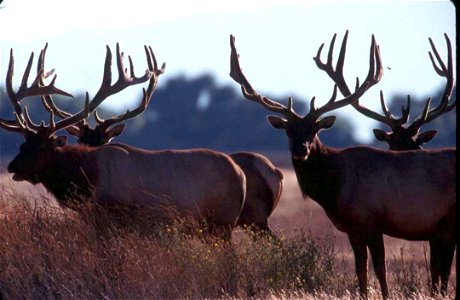 Image title: Male Tule elk ("Tule elk bulls close up wild mammal photography") from Public Domain Images photo