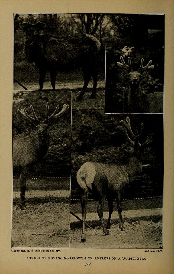 Copyright, N. Y. Zoological Society. Sanborn, Phot. 
Stages of Advancing Growth of Antlers on a Wapiti Stag. 

300