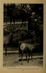 Copyright, N. Y. Zoological Society. Sanborn, Phot. Stages of Advancing Growth of Antlers on a Wapiti Stag. 300 photo