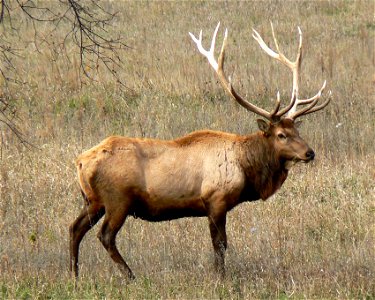Rocky Mountain bull elk in Nebraska tall grass prairie