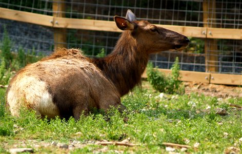 Image title: Elk animal
Image from Public domain images website, http://www.public-domain-image.com/full-image/fauna-animals-public-domain-images-pictures/deers-public-domain-images-pictures/moose-and