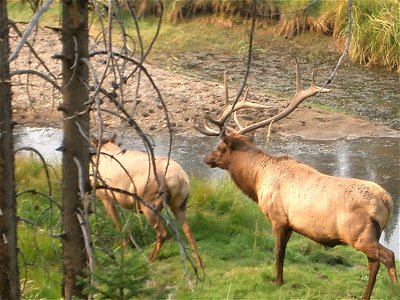 Photo of elk in Yellow Stone National Park photo