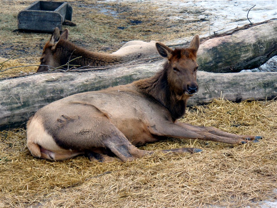 Wapiti (Cervus canadensis) at Korkeasaari Zoo.