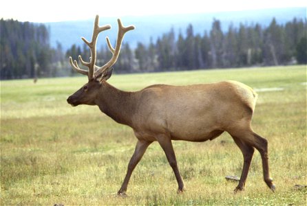 wapiti or elk in meadow