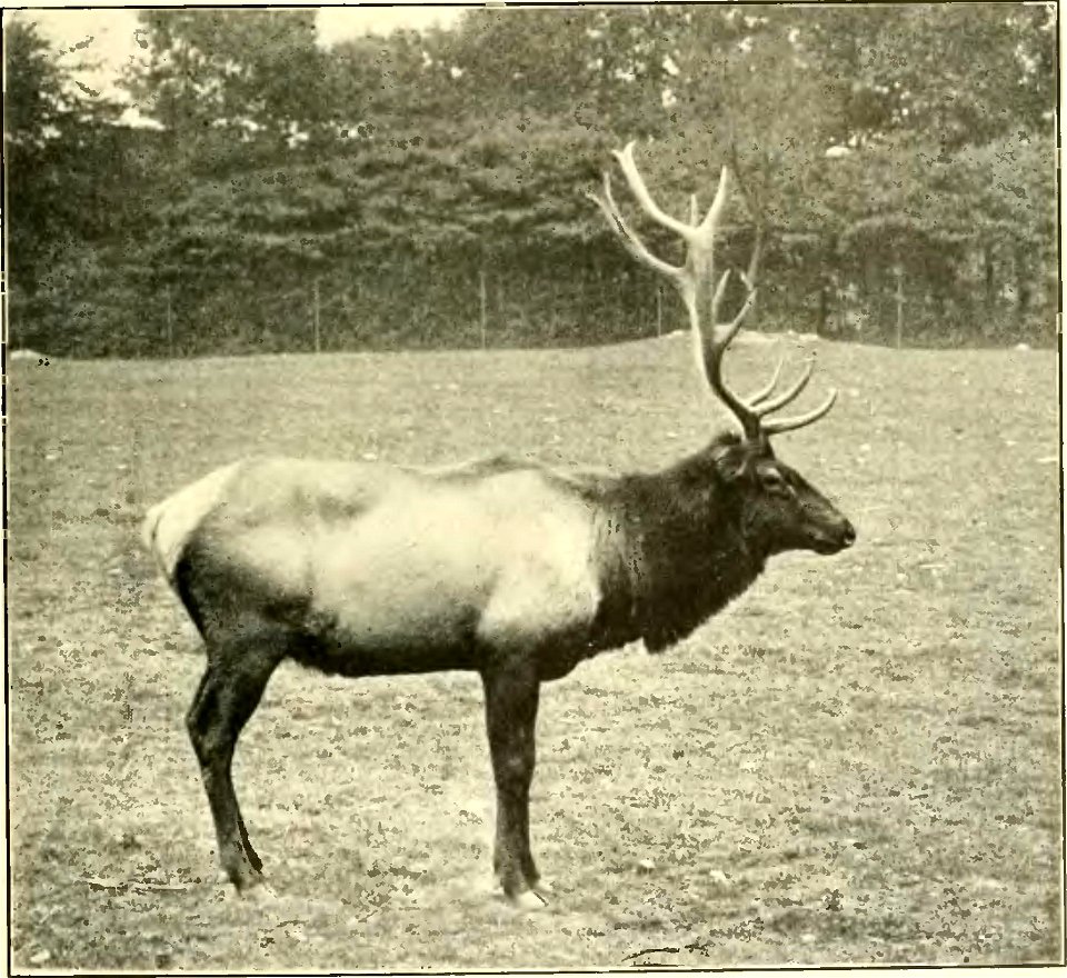 An image of an elk from A History of Land Mammals in the Western Hemisphere.