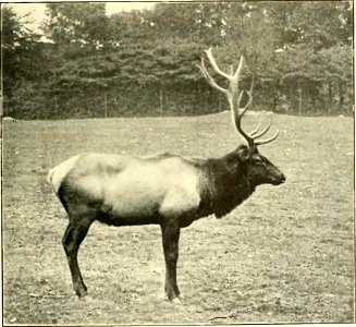 An image of an elk from A History of Land Mammals in the Western Hemisphere. photo