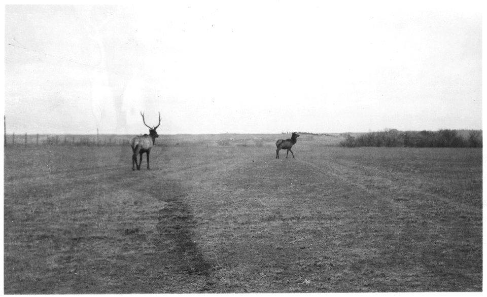Adult bull and cow elk