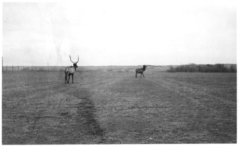 Adult bull and cow elk photo