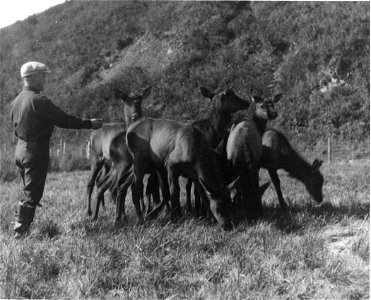 Image title: Vintage photo men with elks Image from Public domain images website, http://www.public-domain-image.com/full-image/vintage-photography-public-domain-images-pictures/vintage-photo-men-with photo