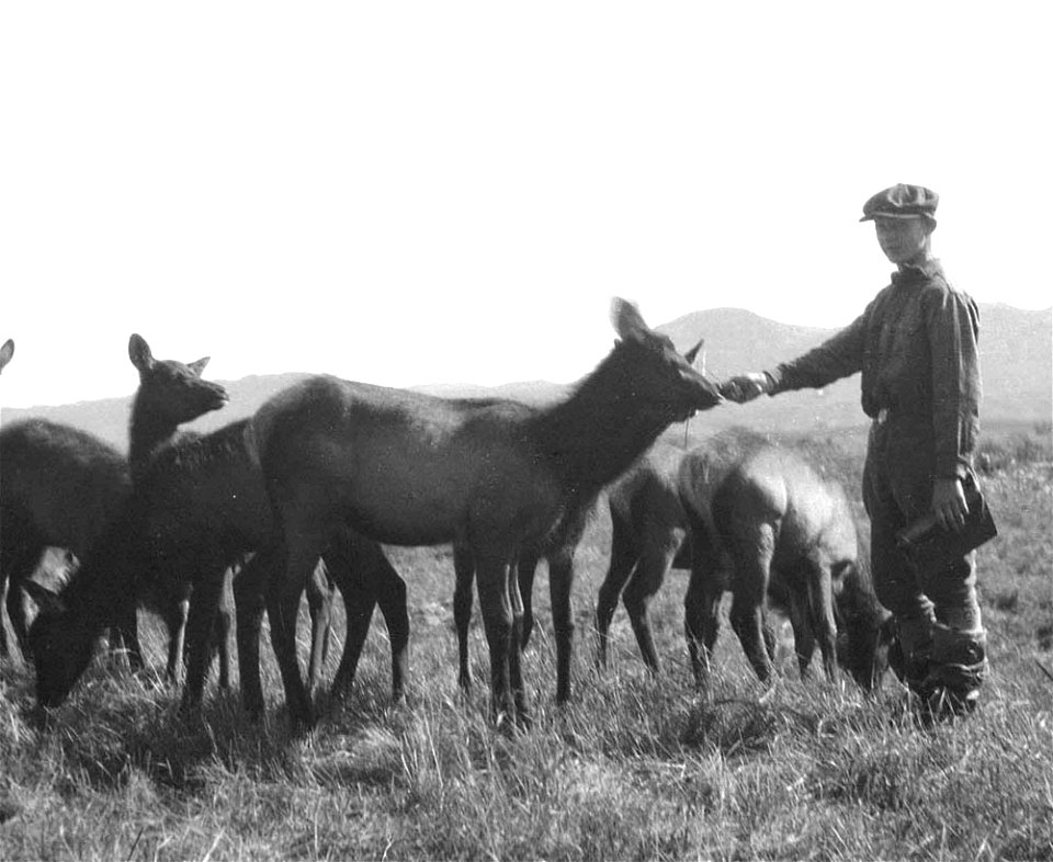 Image title: Young boy feeding elks vintage photo
Image from Public domain images website, http://www.public-domain-image.com/full-image/vintage-photography-public-domain-images-pictures/young-boy-fee