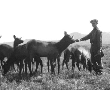 Image title: Young boy feeding elks vintage photo Image from Public domain images website, http://www.public-domain-image.com/full-image/vintage-photography-public-domain-images-pictures/young-boy-fee photo