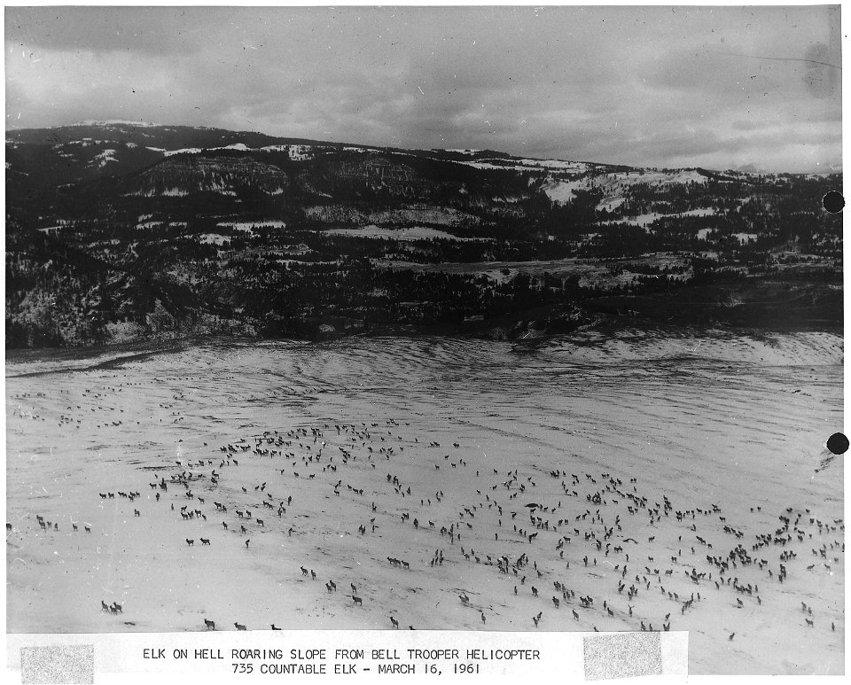 Elk on Hell Roaring Slope