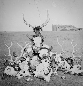 A collection of buffalo, elk, deer, mountain sheep and wolf skulls and bones near Fort Sanders. Albany County, Wyoming. photo