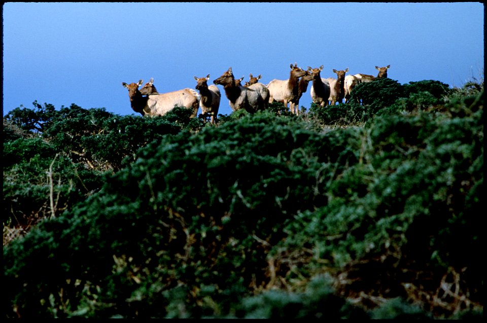 The original finding aid described this photograph as: Keywords: Wildlife, animal, habitat Credit: K. Mirza/S. Olson