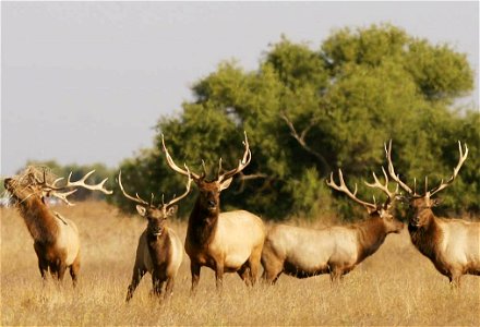 California’s native Tule elk were driven to the edge of extinction by hunting and habitat loss, with perhaps as few as 10 or 20 surviving animals left at one point in the 20th century. In 1974 a herd photo