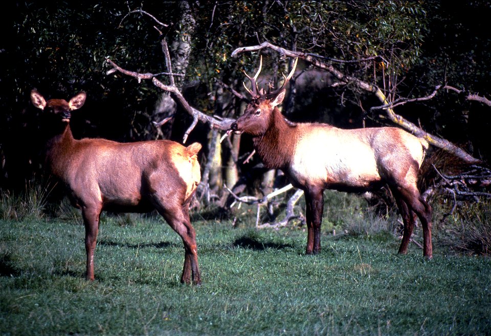 Roosevelt elk (Cervus canadensis roosevelti) near Jewell, Oregon, USA.