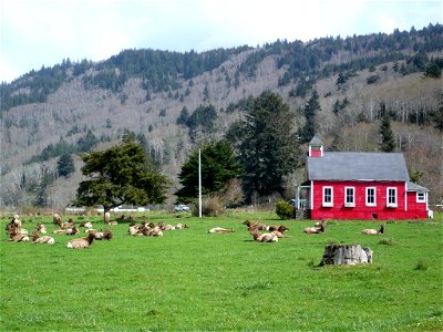 A herd of Roosevelt elk (Cervus canadensis roosevelti) resting on the grounds of the 1894 little red school house Stone Lagoon School, Redwood Highway (US 101) and Redwood Trails Lane at Stone Lagoon photo