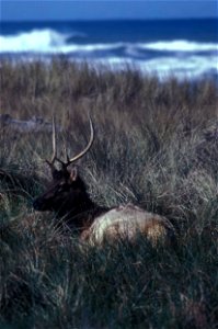 Image title: Roosevelt Elk Image from Public domain images website, http://www.public-domain-image.com/full-image/fauna-animals-public-domain-images-pictures/deers-public-domain-images-pictures/moose- photo