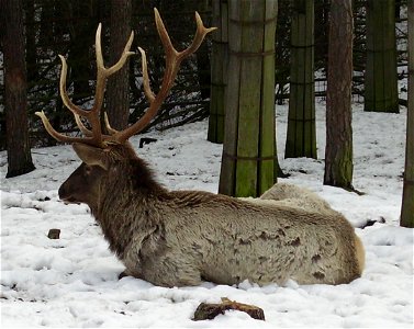 Jelen sibiřský; ZOO Olomouc photo