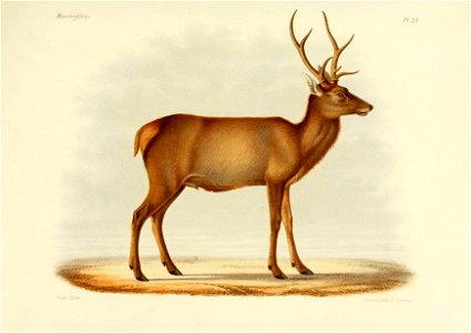 Recherches pour servir à l'histoire naturelle des mammifères v.2 atlas