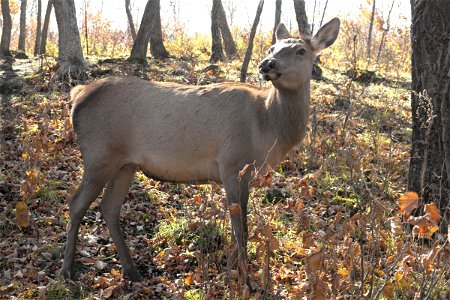 Manchurian deer in Primorsky Krai of Russia photo