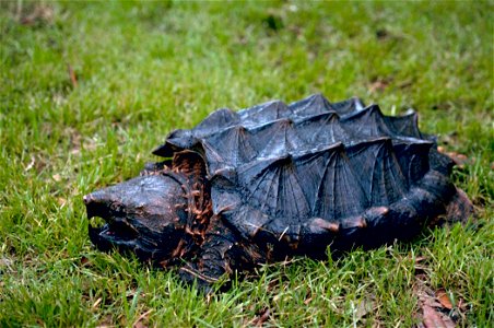 Image title: Alligator snapping turtle Image from Public domain images website, http://www.public-domain-image.com/full-image/fauna-animals-public-domain-images-pictures/reptiles-and-amphibians-public photo
