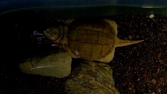 November 5, 2010 - Natchitoches, LA This is the only resident snapper at the hatchery, and he is an albino! Photographer: Daniel Mayer photo