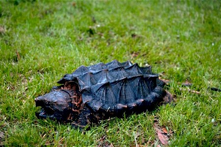 Image title: Alligator snapping turtle
Image from Public domain images website, http://www.public-domain-image.com/full-image/fauna-animals-public-domain-images-pictures/reptiles-and-amphibians-public
