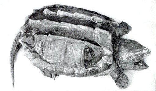 Macrochelys temminckii