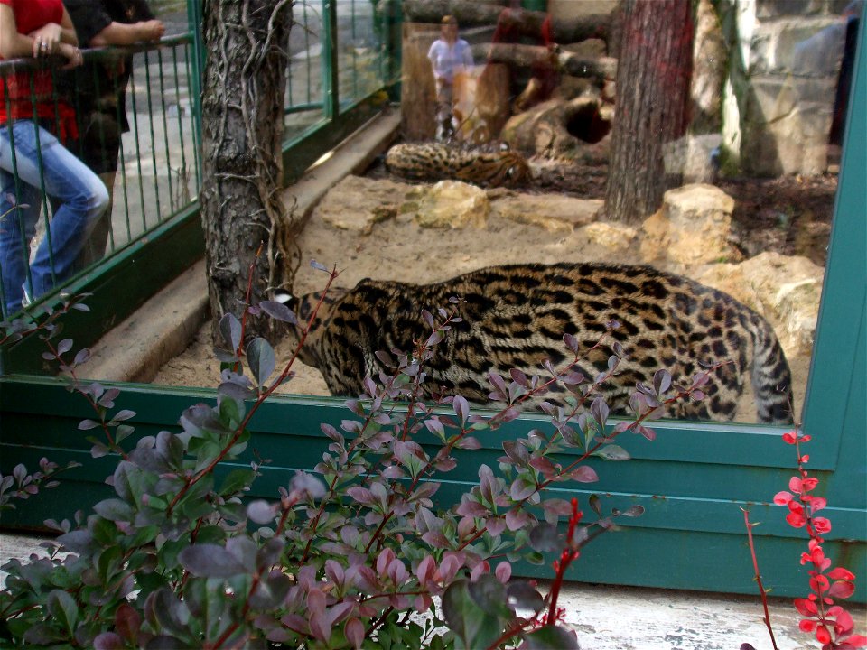 Little leopard in ZOO Bojnice (Slovakia)