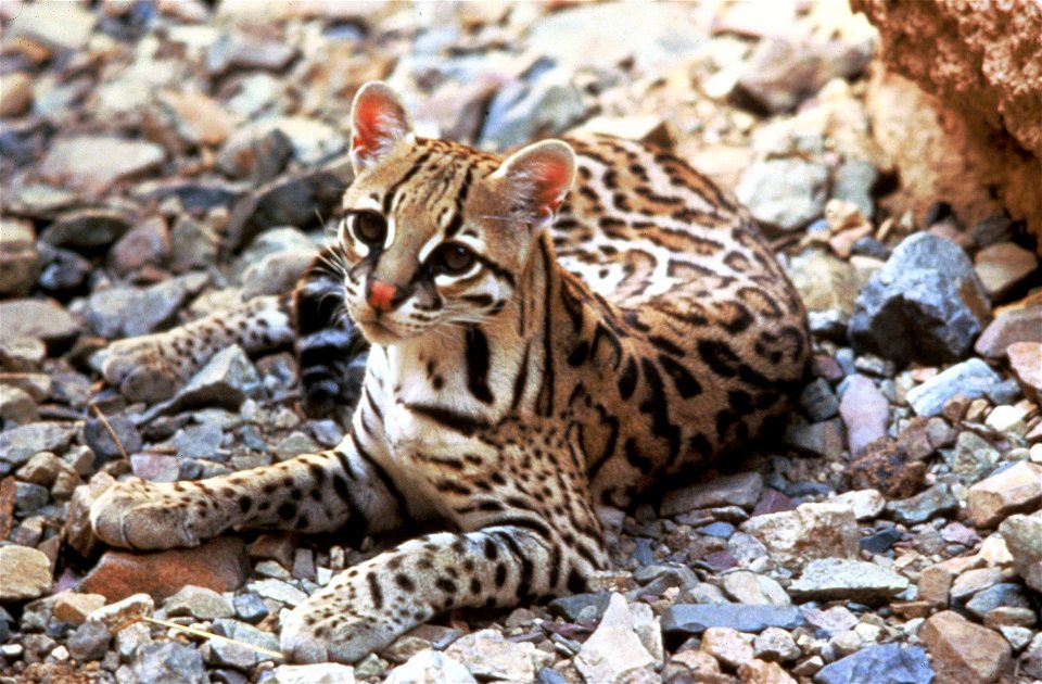 Ocelot (Leopardus pardalis)