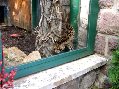 Little leopard in ZOO Bojnice (Slovakia)