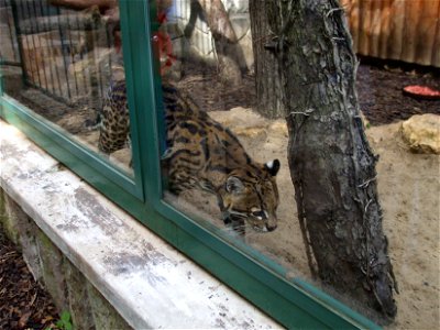 Little leopard in ZOO Bojnice (Slovakia)