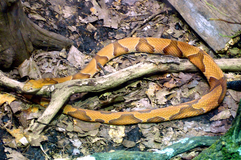 Osage copperhead (Agkistrodon contortrix phaeogaster)