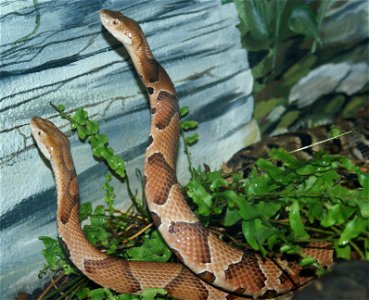 Osage copperheads (Agkistrodon contortrix phaeogaster)