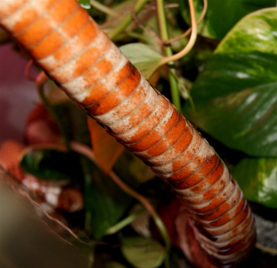 Agkistrodon contortrix