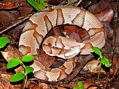 Copperheads are venomous, but they’re generally not aggressive. The best way to avoid a negative interaction is to keep your distance. Most snake bites occur when people attempt to kill the snake.

Ph