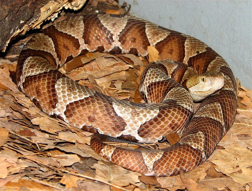 Agkistrodon contortrix (Copperhead)