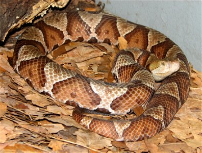 Agkistrodon contortrix (Copperhead)