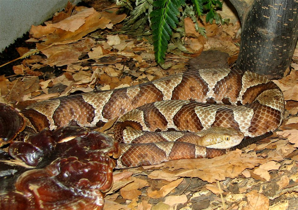 Copperhead - Agkistrodon contortrix