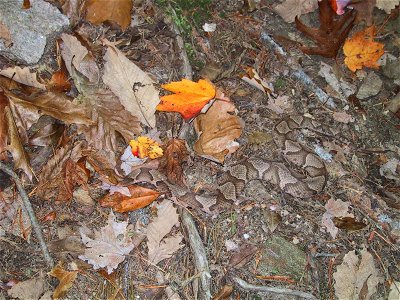 Image title: Copperhead snake Image from Public domain images website, http://www.public-domain-image.com/full-image/fauna-animals-public-domain-images-pictures/reptiles-and-amphibians-public-domain-i photo