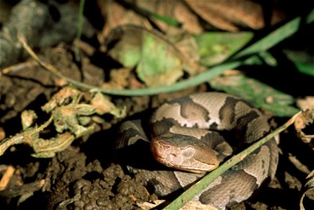 Image title: Copperhead snake animal reptile agkistrodon contortrix
Image from Public domain images website, http://www.public-domain-image.com/full-image/fauna-animals-public-domain-images-pictures/r
