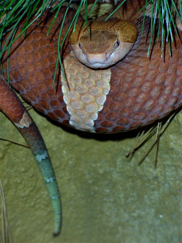 Breitbandkupferkopf (Agkistrodon contortrix laticinctus) mit typisch grünlicher Schwanzspitze. Fotografiert während der 5. Dresdner Terrarienschau 2007 "Von Kupferköpfen und Korallenfingern"