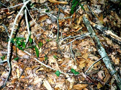Southern Copperhead (Agkistrodon contortrix contortrix) at southern limit of range, in Liberty Co. Florida; demonstrating effective camouflage