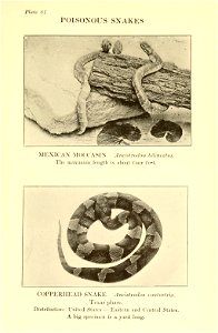 Reptiles of the world : tortoises and turtles, crocodilians, lizards and snakes of the eastern and western hemispheres / by Raymond L. Ditmars.