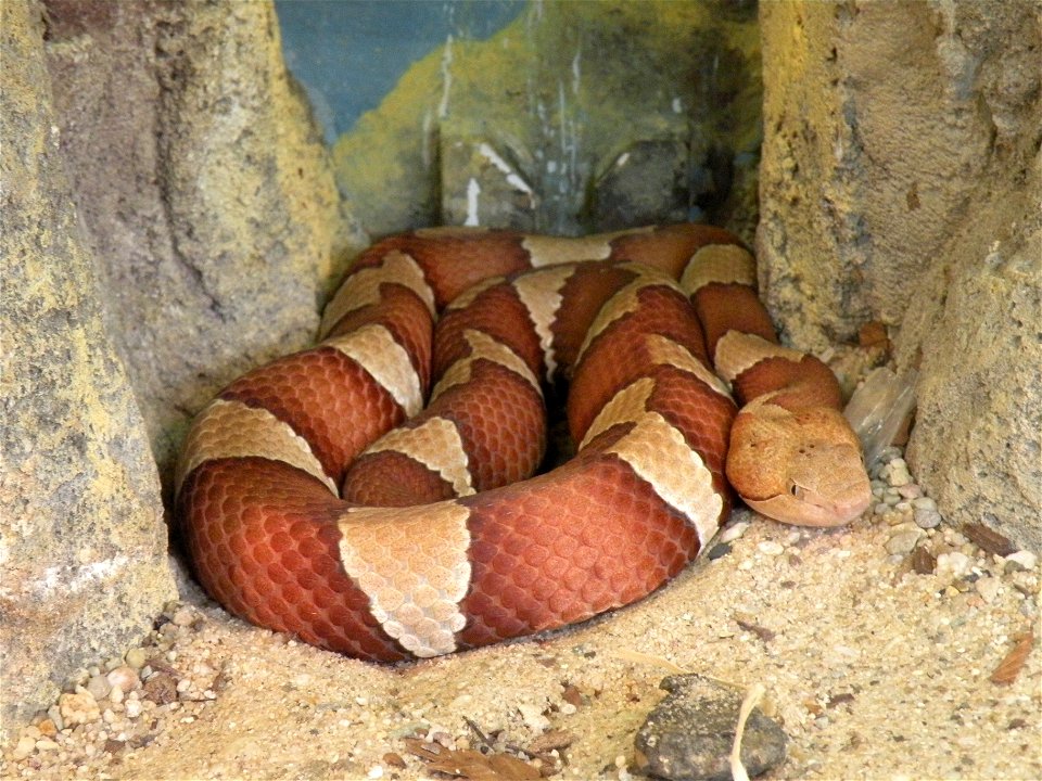 An American copperhead (Agkistrodon contortrix) in Diergaarde Blijdorp