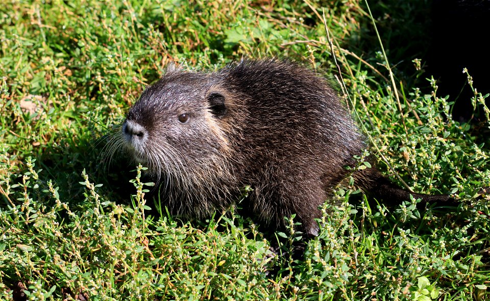 The baby coypu (Myocastor coypus) at the age of ten days. Photo taken in the settlement Slavne. Vinnytskyi Raion, Ukraine.