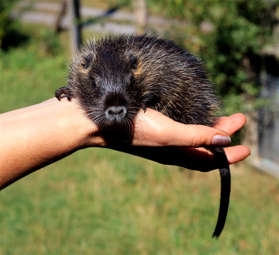 The baby coypu (Myocastor coypus) at the age of ten days. Photo taken in the settlement Slavne. Vinnytskyi Raion, Ukraine.