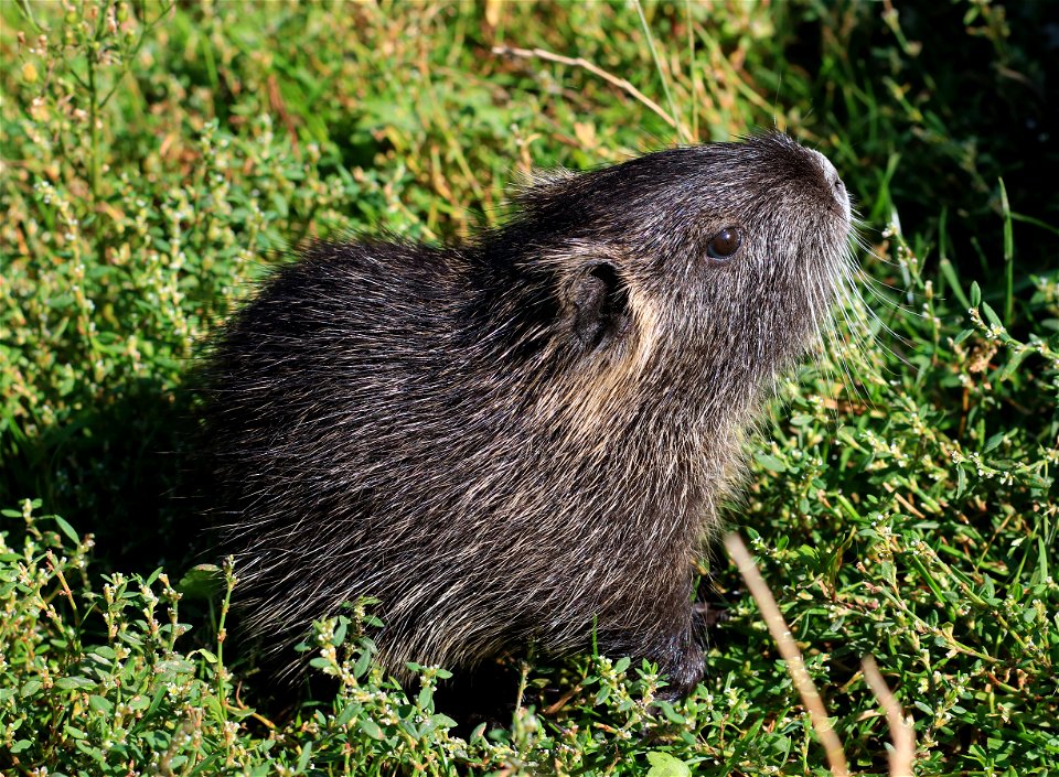 The baby coypu (Myocastor coypus) at the age of ten days. Photo taken in the settlement Slavne. Vinnytskyi Raion, Ukraine.