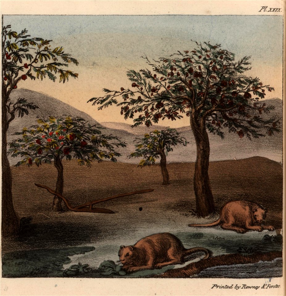 Vista a orillas de un río: árboles con frutas y flores, un arado, coipos (desproporcionados). Litografía coloreada de George Johann Scharf en una página plegable con otros 3 grabados, según diversos b